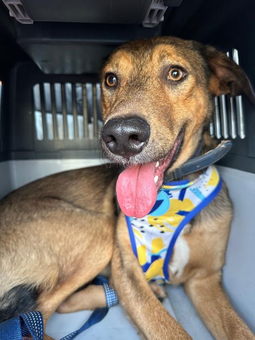 RAPOSO - cachorro para adocao responsavel