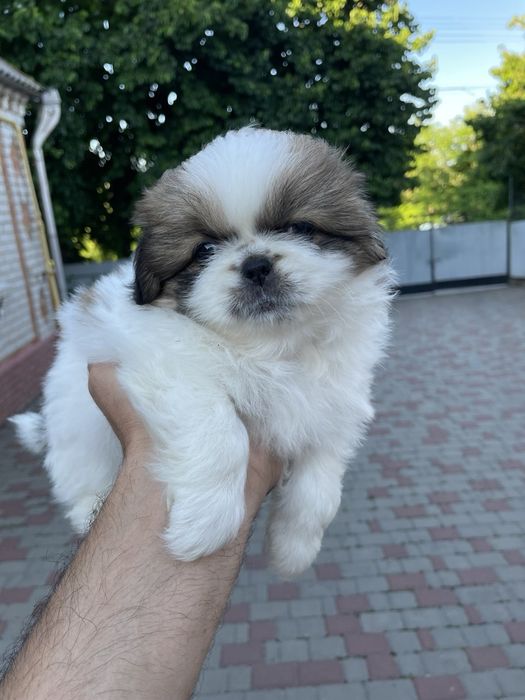 Продам чистокровних пекінесів! Лише в дбайливі руки, для проживання в будинку!