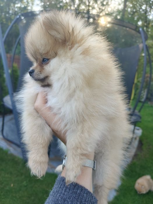 Pomeranian dziewczynka  szpic miniaturowy ZKwP FCI