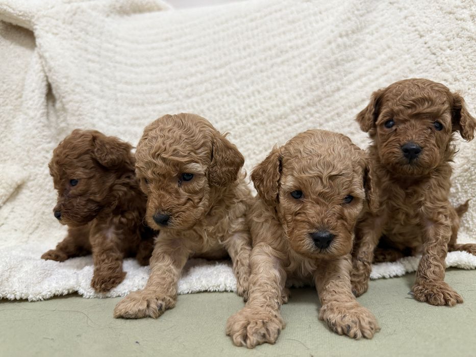 Бронювання цуценят той-пудель