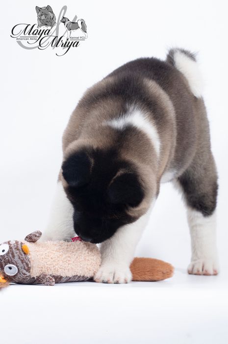 Американська акіта/  Американская акита/ American akita