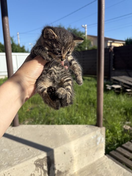 Безкоштовно кошенята
