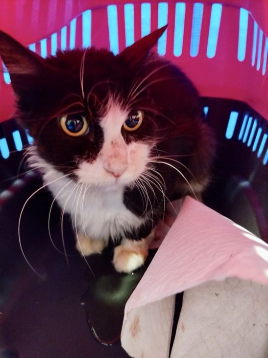 Gato para adoção responsável