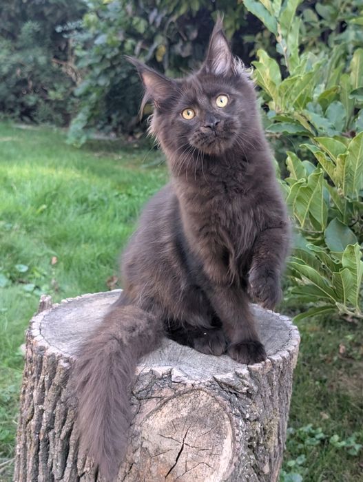 Adopcja płatna Czarny kocurek Iwo Maine Coon Zapraszamy