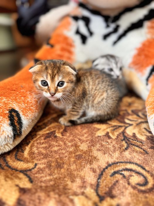 Кошенята висловухі, дівчатка