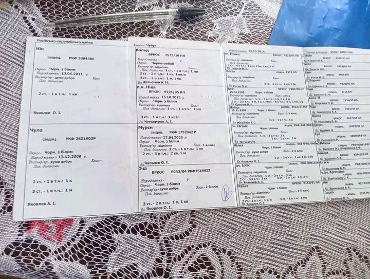 Продаються чистокровні цуцики лайки РЕЛ