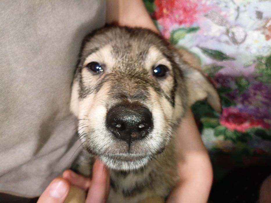 Продам щенят хлопців