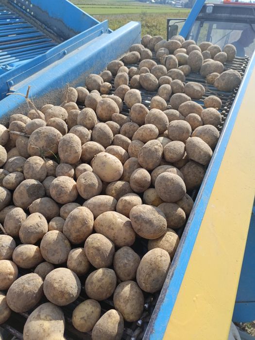 Ziemniaki paszowe odpadowe dromne