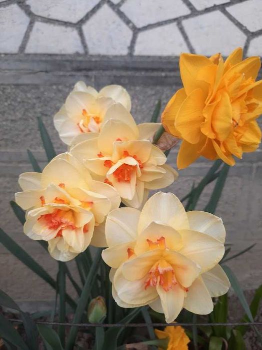 Нарциси різних сортів та кольорів