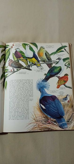 Pássaros do Mundo (Birds of the world) Austin, Singer 1966