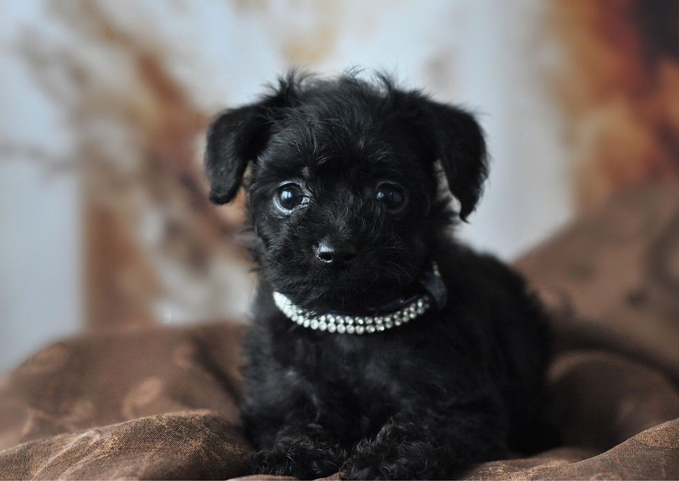 Той-пудель  хлопчик