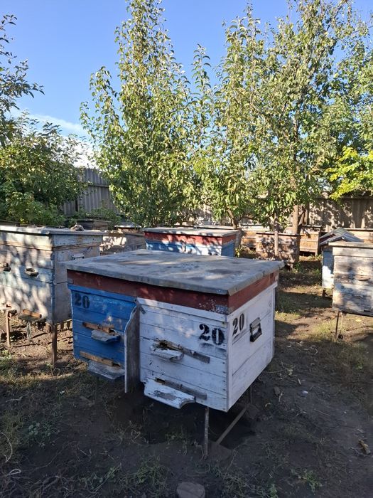 Продам бджолопакети/бджолосім'ї на українську рамку