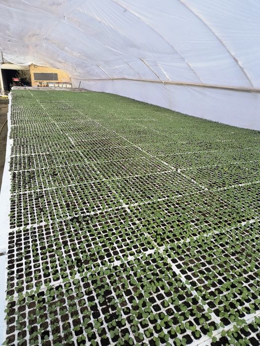 Sadzonki, rozsada brokuła