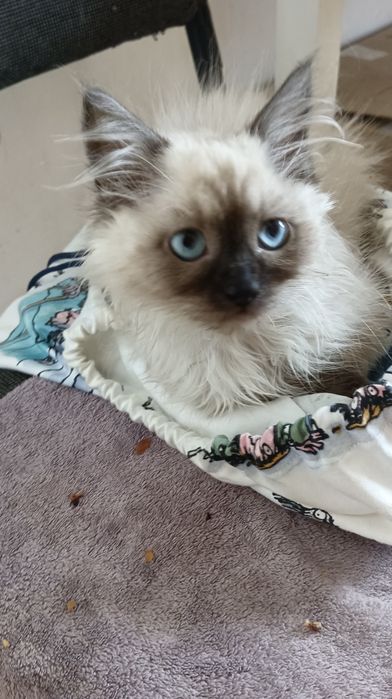 Невська Маскарадна дівсинкп 2,5 міс