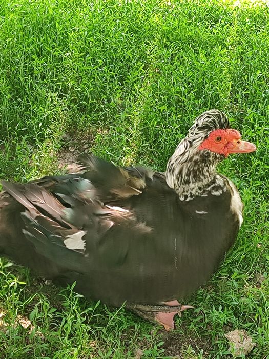 Młode kaczki i kaczory