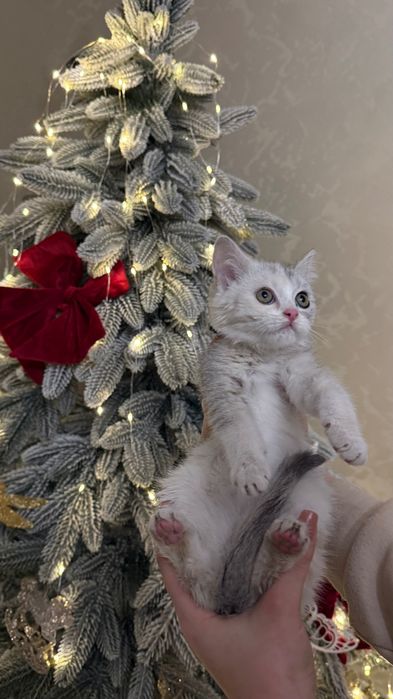 Британка дівчинка