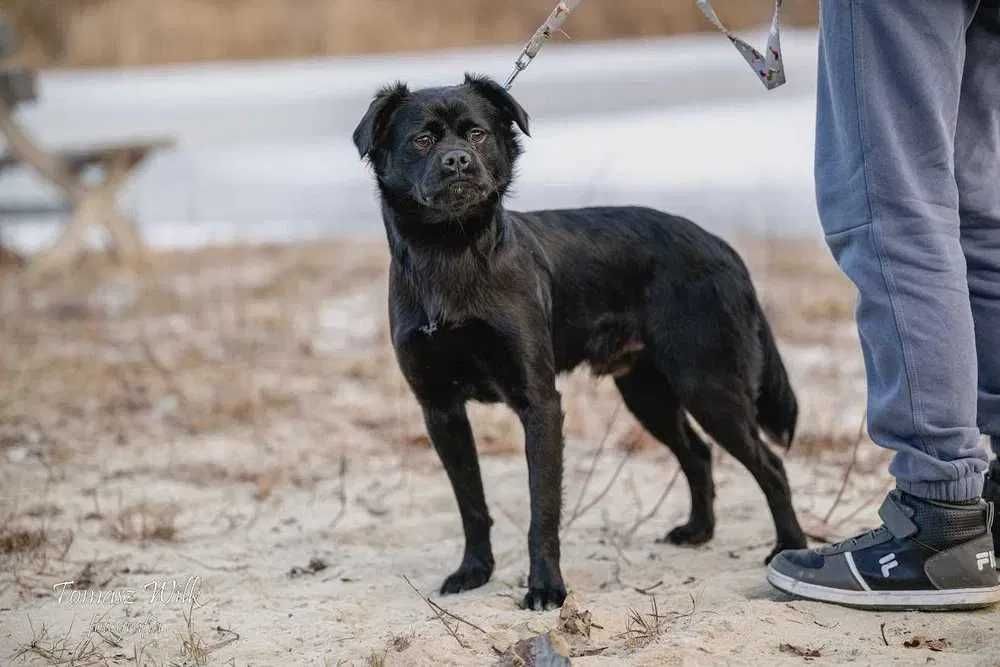 Dom dla Arusia- super pies do adopcji