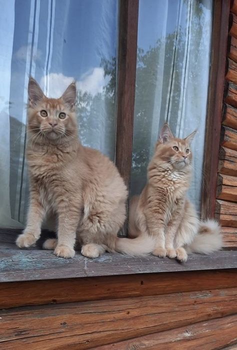 Кошенята мейн-кун.