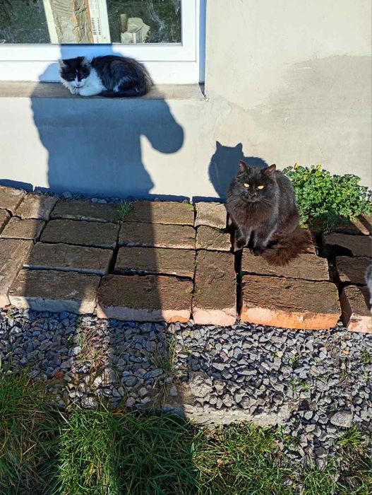 Кошенята шукають дім