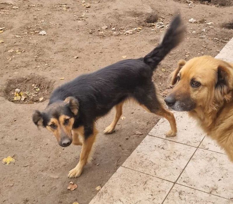 Kochana Sara do adopcji.