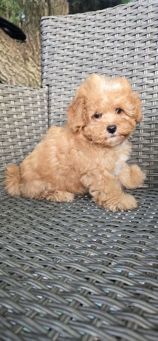 Maltipoo/ chłopczyk