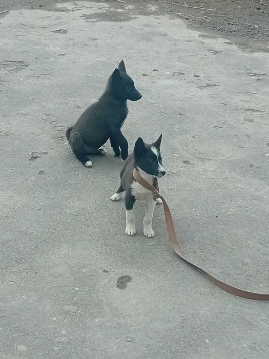 Рускоєвропейські лайки