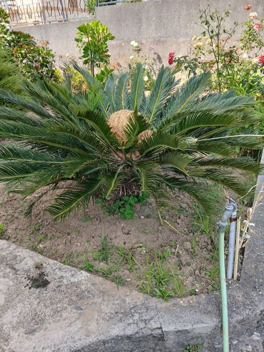 Cyca da Madeira Grande