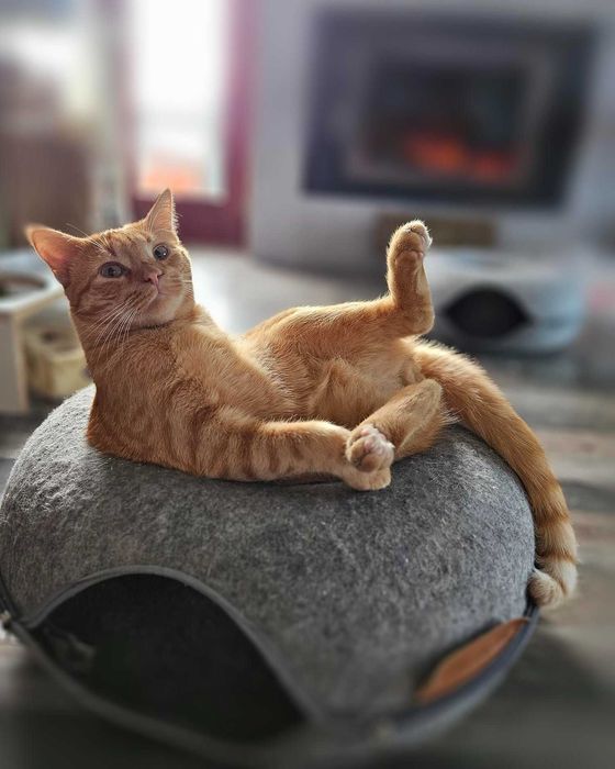 Leoś uratowany z Grecji szuka domu