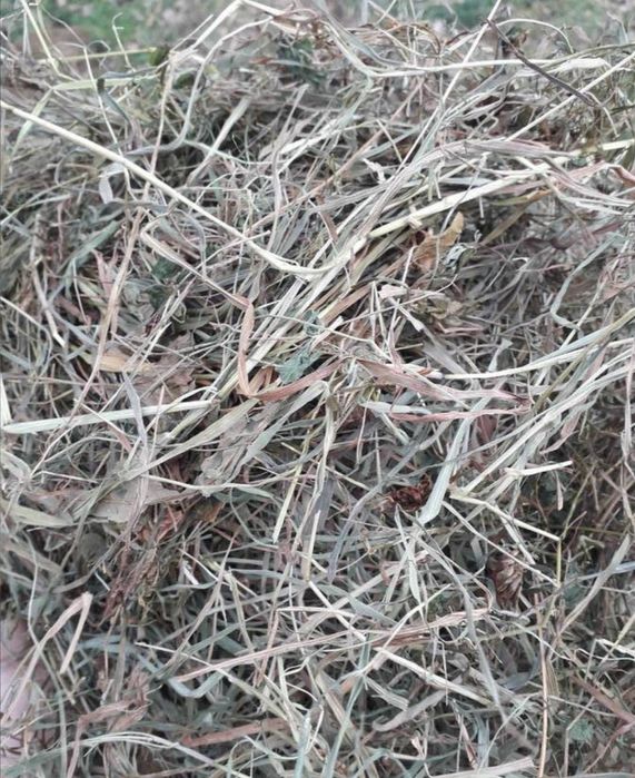 Siano dla krów i innych zwierząt