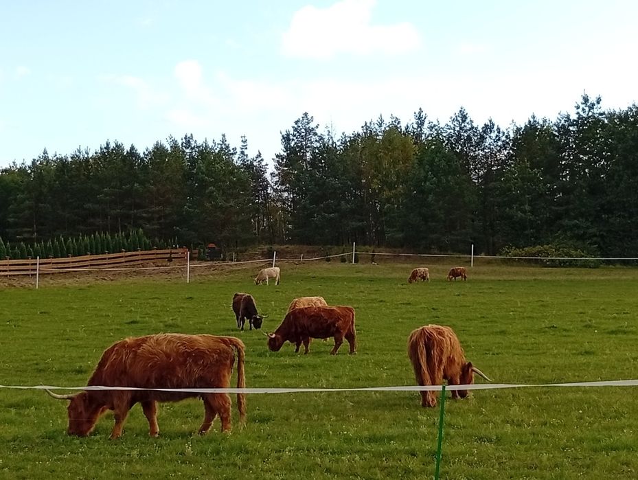 Bydło, krowy, byki, jałówki, mięsne szkockie Highland stado 12szt.