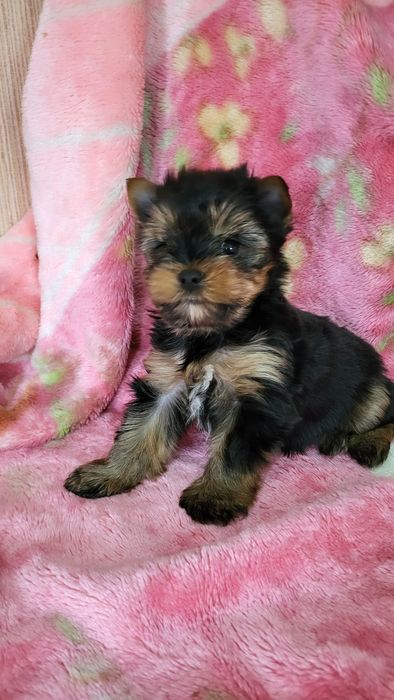 Детки йорк мини  .