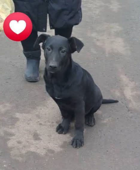 Щенок ищет дом и добрые руки!