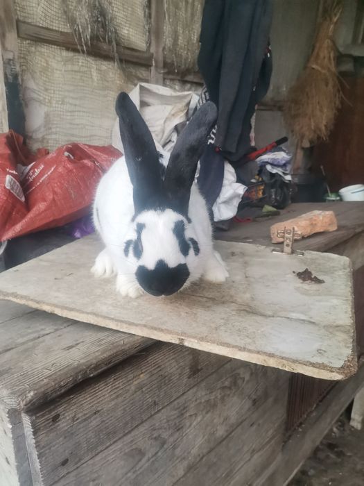 Кріль кролик строкач.