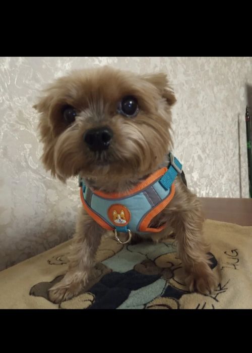 Повідки для тварин