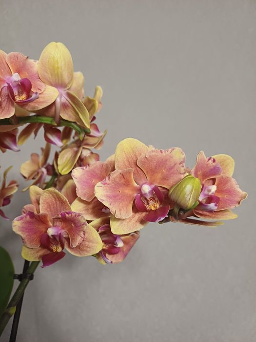 Орхідея метелик Грація