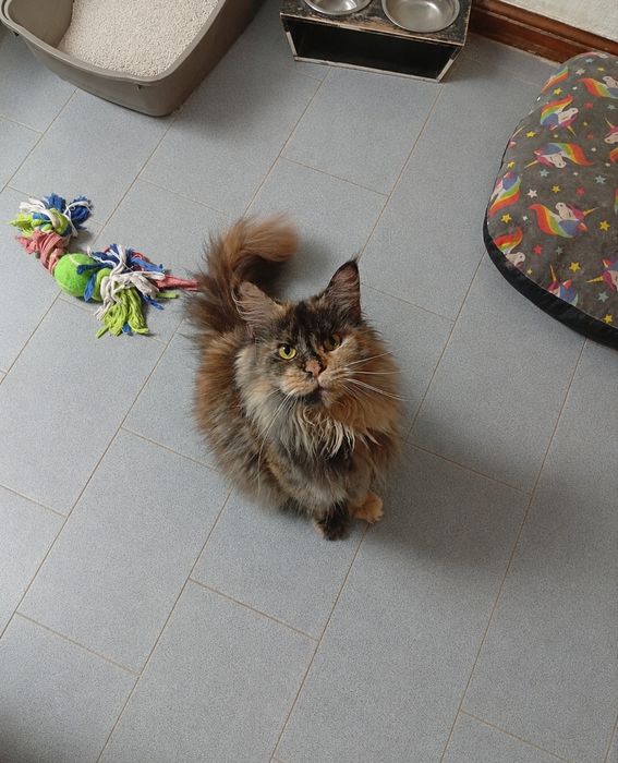 Maine Coon Fêmea