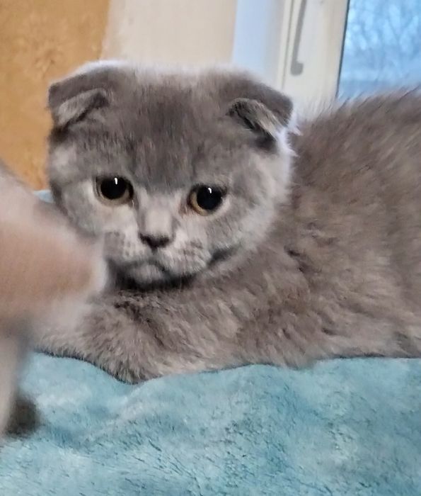 Мальчик шотландский скоттиш фолд