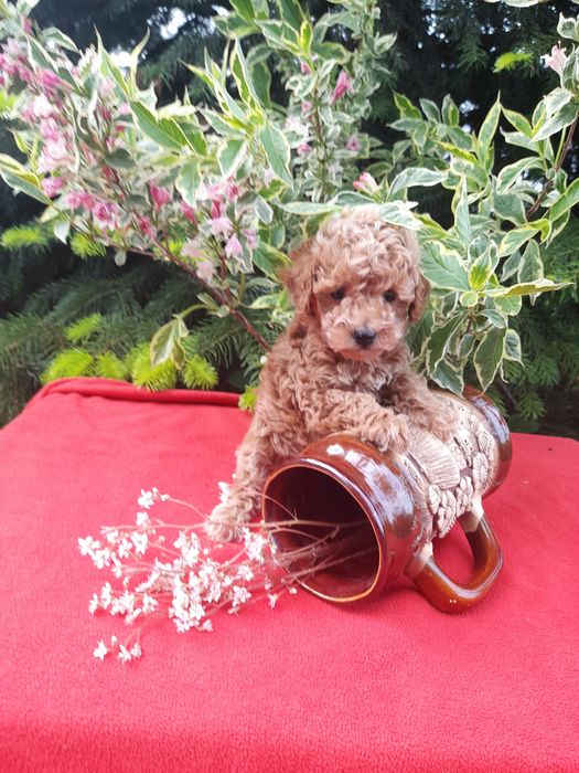 Привабливі цуцики той -пудель.