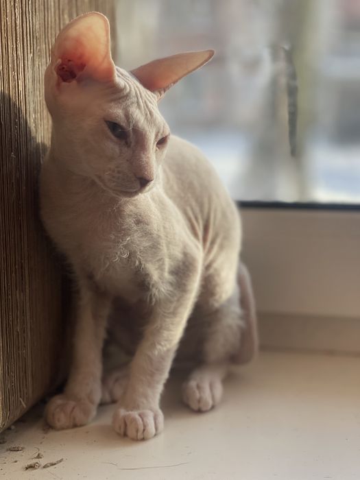 Донський  сфінкс біла дівчинка