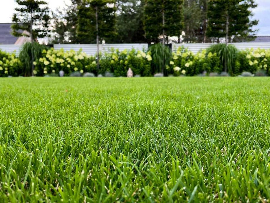 Trawa z rolki, trawnik rolowany PREMIUM trawa w rolce