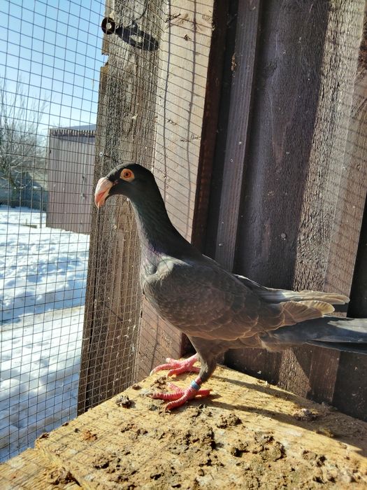 Gołębie rzeszowskie