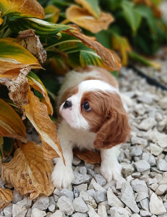 Cavalier King Charles Spaniel