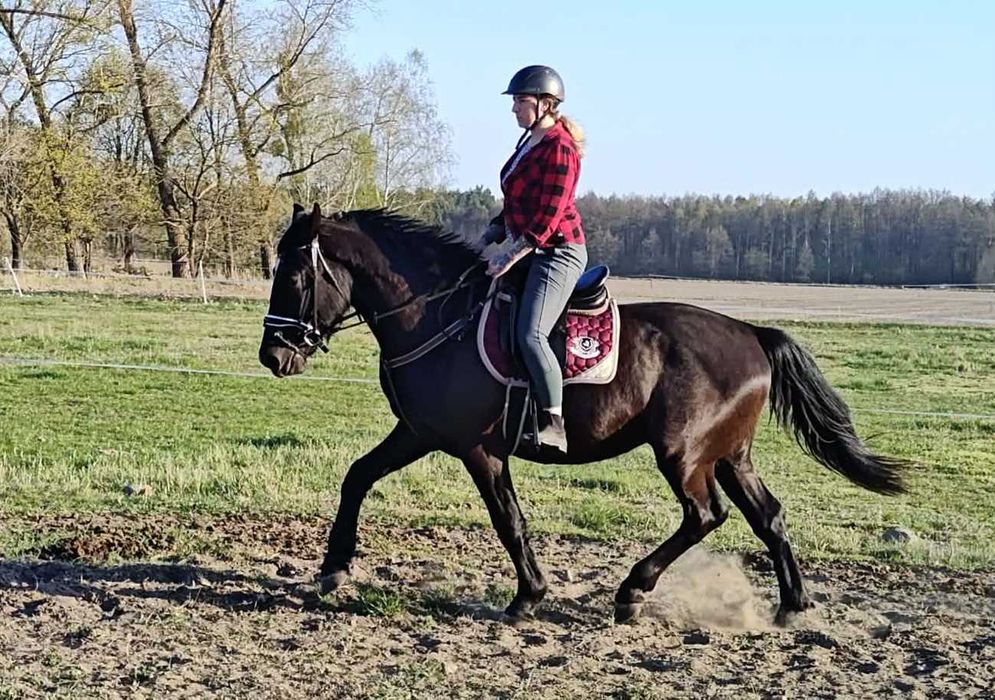 Ogier śląski 3 letni kary ZAMIENIĘ