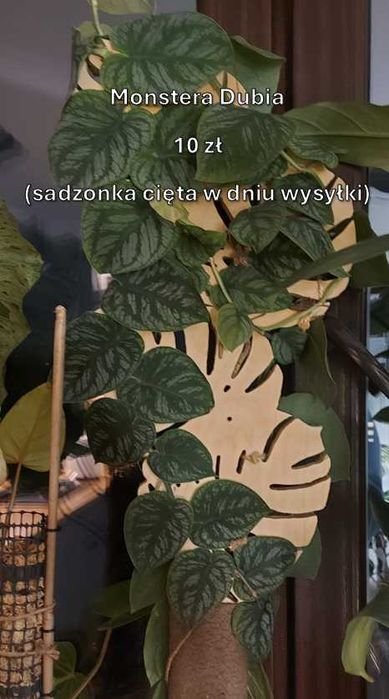 Monstera Dubia !!!