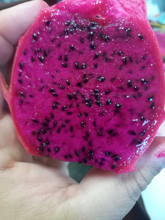 PITAYAS doces de polpa rosa