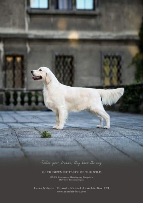 Golden Retriever ZKwP/FCI gotowe do odbioru