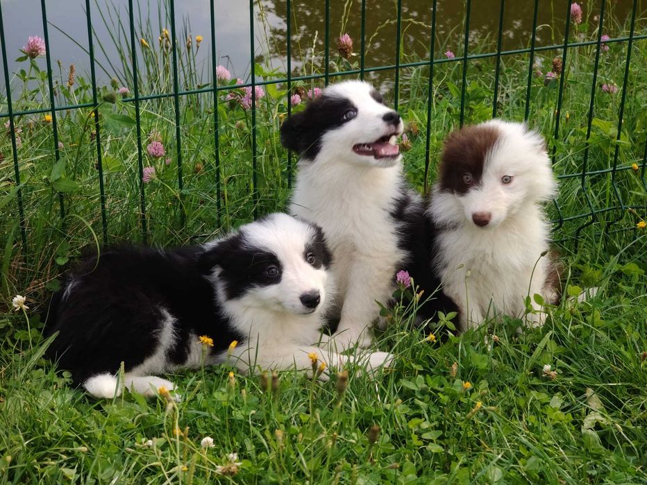 Szczeniak Suczka Border Collie