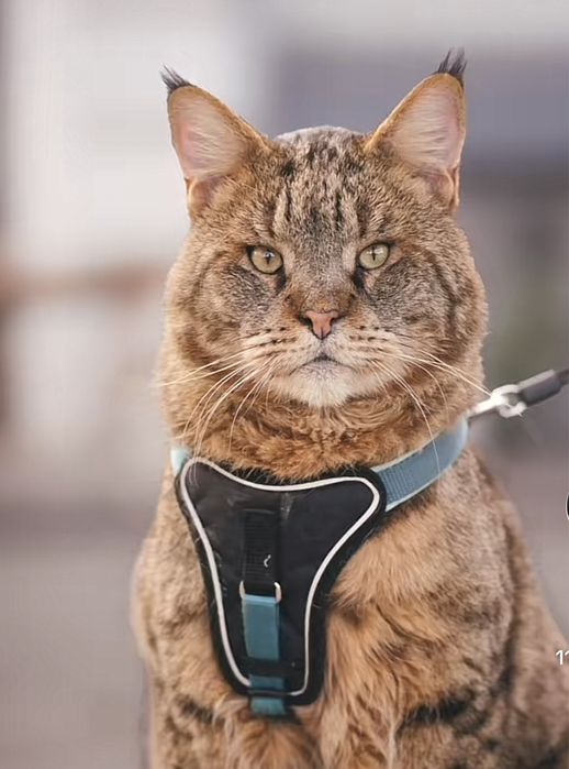 Камышовый кот, 4 года