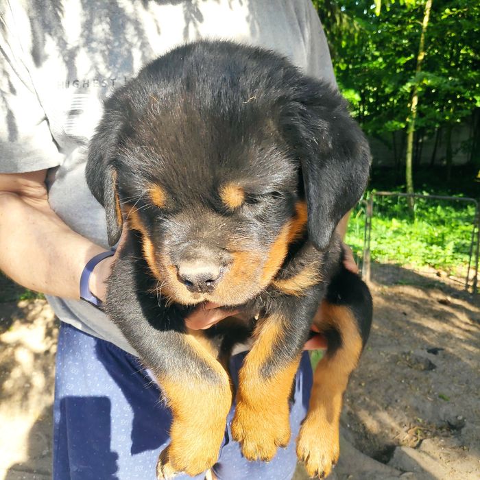 Rottweiler, szczeniak FCI