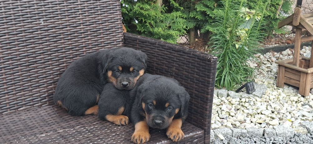 Rottweiler z metryką
